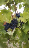 Struguri - MERLOT - Bordesti, VRANCEA