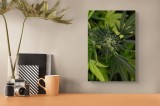 Tablou Canvas, "Frunze verzi &icirc;n centrul naturii", I don't know who this is, but it looks like an image of a cannabis plant., 26 x 39 cm, CMCLASS