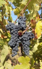 Struguri pentru un vin de calitate - soiul Merlot