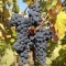 Struguri pentru un vin de calitate - soiul Merlot