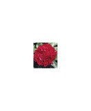 Bujor Rizom 2/3 muguri Paeonia Monsieur Martin Cahuzac, rosu-maroniu, flori duble, 75cm, 5-6, Oem