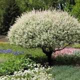 Cumpara ieftin Salcie japoneză &lsquo;Hakuro Nishiki&rsquo; la ghiveci 2L &ndash; arbust ornamental cu frunziș colorat și delicat