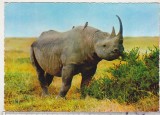 bnk cp Italia - fauna africana - Rinocer negru - necirculata