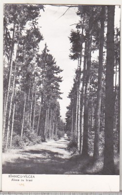 bnk cp Ramnicu Valcea - Aleea cu brazi - necirculata foto