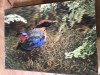 CPA. Carti Postale Tematice 3D cu imagine in miscare, Circulata, Printata