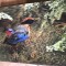 CPA. Carti Postale Tematice 3D cu imagine in miscare