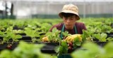 Ofertă - Avem disponibili muncitori din Asia,Africa,etc. Pentru Firme si persoane fizice din Rom&acirc;nia și Uniunea Europeană.