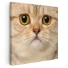 Tablou portret pisica British Shorthair Tablou canvas pe panza CU RAMA 100x100 cm