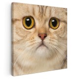 Tablou portret pisica British Shorthair Tablou canvas pe panza CU RAMA 60x60 cm