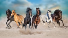 Tablou canvas Cai in galop in furtuna de praf, 90 x 60 cm foto