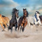 Tablou canvas Cai in galop in furtuna de praf, 90 x 60 cm