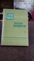 ZOOLOGIA VERTEBRATELOR. LUCRARI PRACTICE - M. TEODOREANU foto