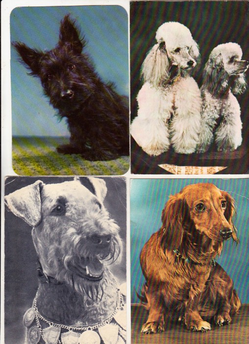 bnk cp Caini - lot 20 carti postale