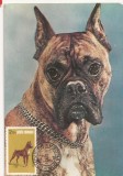 CA10 - Carte Postala -Boxer - circulata 1985