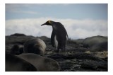 Tablou Canvas, "regele pinguin printre foci odihnitoare", Penguin, Rochi, Cer, Mare, Nori, Odihnă, Peisaj, Faună., 39 x 26 cm, CMCLASS