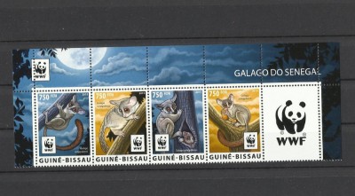 GUINEA BISSAU 2015 WWF FAUNA PROTEJATA MAIMUTE GALAGO foto