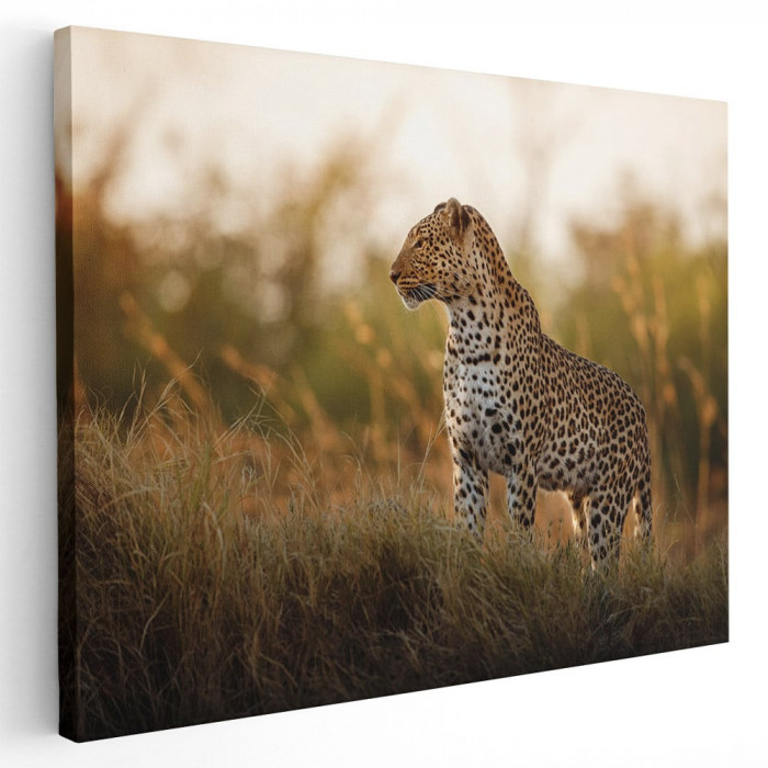 Tablou leopard in natura Tablou canvas pe panza CU RAMA 50x70 cm