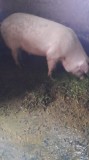 Vand 2 porci de 140 si 170 de kg