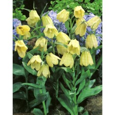 Lalea Imperiala Fritillaria, Pallidiflora, Galben, 10/+, 1 Bulb