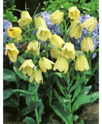 Lalea Imperiala Fritillaria, Pallidiflora, Galben, 10/+, 1 Bulb foto