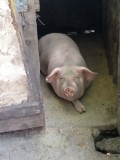 Animale domestice