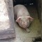 Animale domestice
