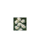 Cumpara ieftin Narcise Narcissus, Toto Mini Pitice Multiflora, Alb, 10/12, 1 Bulb, Oem