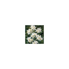 Narcise Narcissus, Toto Mini Pitice Multiflora, Alb, 10/12, 1 Bulb