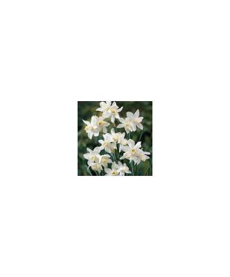 Narcise Narcissus, Toto Mini Pitice Multiflora, Alb, 10/12, 1 Bulb foto