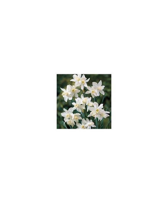 Narcise Narcissus, Toto Mini Pitice Multiflora, Alb, 10/12, 1 Bulb