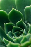 Tablou Canvas, "Frumusețea verde a naturii succulente", Verde, Succulentă, Frunze, Geometrie, Natură, Textură, Vitalitate, Simetrie, Design, 26 x 39 c