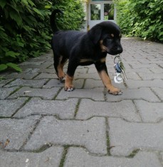 Rottweiler metis foto