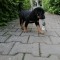 Rottweiler metis