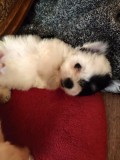 Bichon havanez 4 baieti