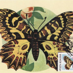 C4003 - Romania 1991 - carte maxima fluturi