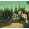 780 - SINAIA, Prahova, Pelisor castle, Romania - old postcard - unused