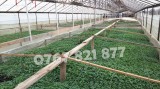 Rasaduri de rosii pentru solar si camp | Rasad legume ardei castraveti 2025