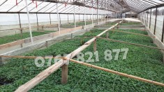Rasaduri de rosii pentru solar si camp | Rasad legume ardei castraveti 2025