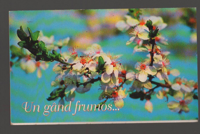 CPIB 20152 FELICITARE - FLORI DE CAIS