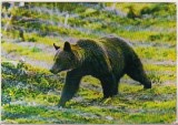bnk cp Muzeul de istorie naturala Sibiu - Urs brun - necirculata
