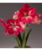Bulb Amaryllis Hippeastrum Candy Cream&reg; Roz/Alb 22/24, 1 buc, flori mari, decor gradina/casa, usor de plantat si ingrijit