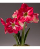 Cumpara ieftin Amaryllis, Hippeastrum Candy Cream&reg;, Roz/Alb, 22/24,1 bulb, Oem