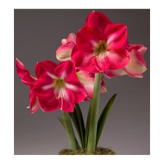 Amaryllis, Hippeastrum Candy Cream&reg;, Roz/Alb, 22/24,1 bulb