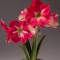 Amaryllis, Hippeastrum Candy Cream&reg;, Roz/Alb, 22/24,1 bulb