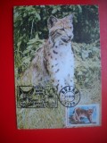 HOPCT MAXIMA ROMANIA NR 1256 RAS -LYNX LYNX -FELINA/ FAUNA