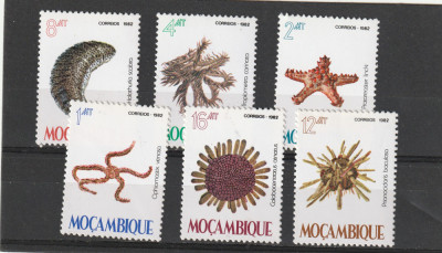 Fauna ,stele de mare ,Mozambiq. foto