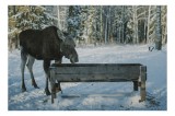 Tablou Canvas Elan &icirc;n pădurea &icirc;nzăpezită pe fundal de iarnă, 39 x 26 cm, CMCLASS