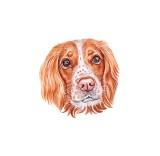 Cumpara ieftin Sticker decorativ Caine English Springer Spanie, Maro, 54 cm, 3716ST, Oem