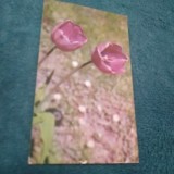 Cumpara ieftin CARTE POSTALA FELICITARE CIRCULATA
