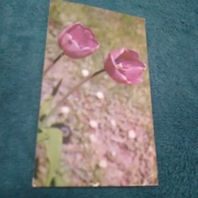 CARTE POSTALA FELICITARE CIRCULATA foto